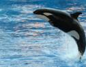 Etats-Unis : une nouvelle espèce d'orque a été découverte sur la côte ouest