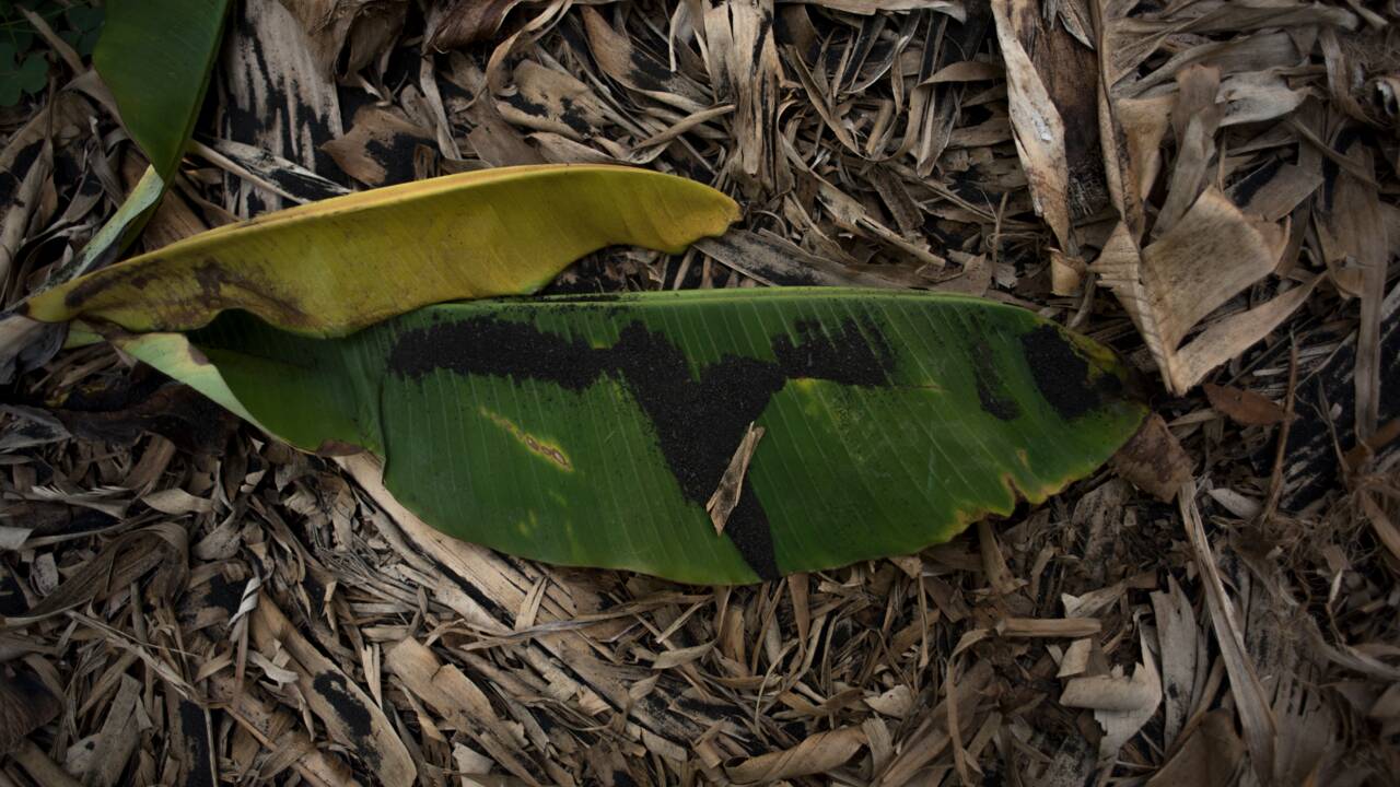 La banane, richesse de La Palma, menacée par le volcan et le manque d'eau