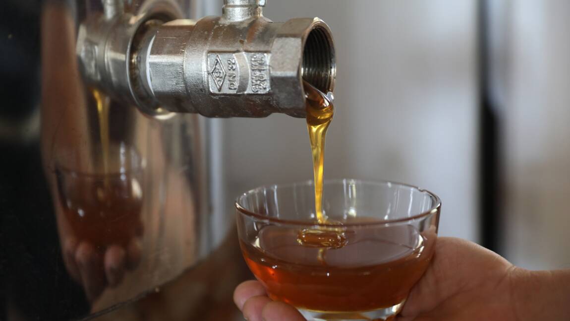 Victime des flammes, le précieux miel de pin turc en sursis