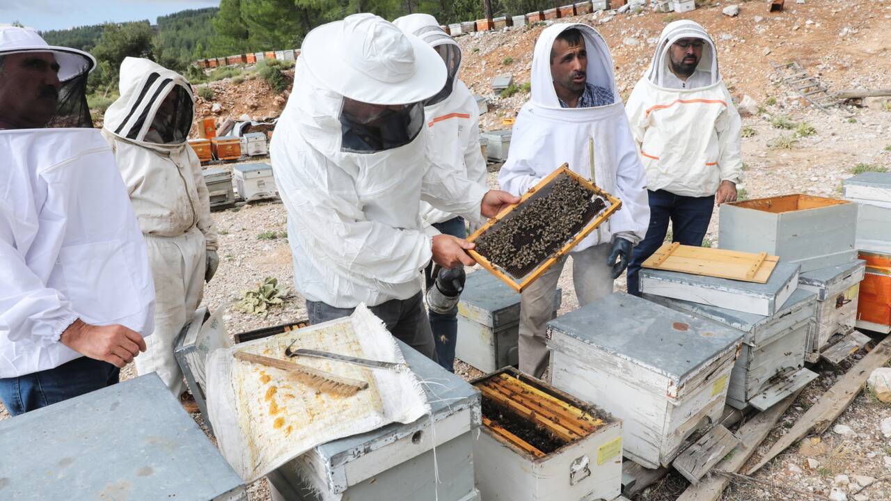 Victime des flammes, le précieux miel de pin turc en sursis