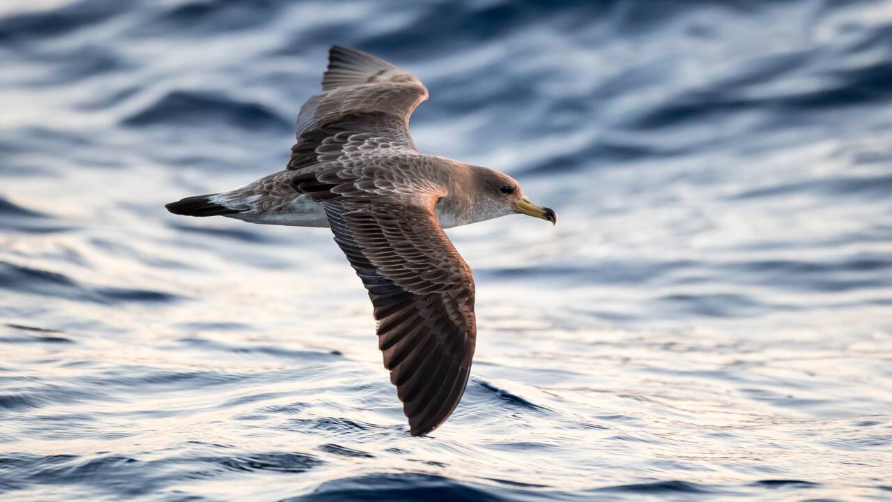 Des additifs plastiques découverts jusque dans les graisses des oiseaux marins