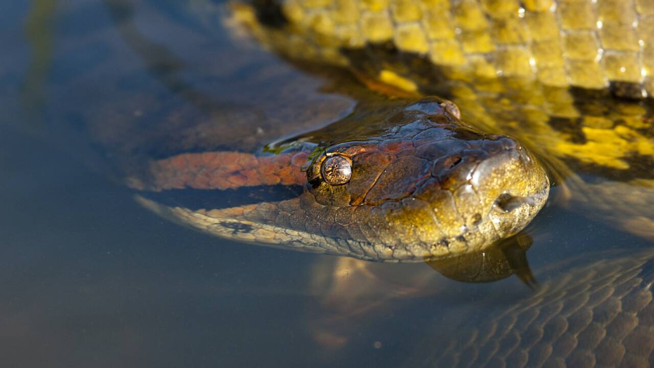 Un photographe immortalise le combat entre un anaconda et un caïman