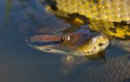 Is the anaconda really a man-eating snake?