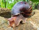La Floride parvient à se débarrasser (une fois de plus) d'une invasion d'escargots géants africains