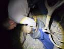 Etats-Unis : un wapiti enfin libéré d'un pneu coincé autour de son cou depuis des années 