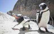 Estos pingüinos tienen una rara habilidad para reconocer las miradas y los sonidos de sus compañeros.