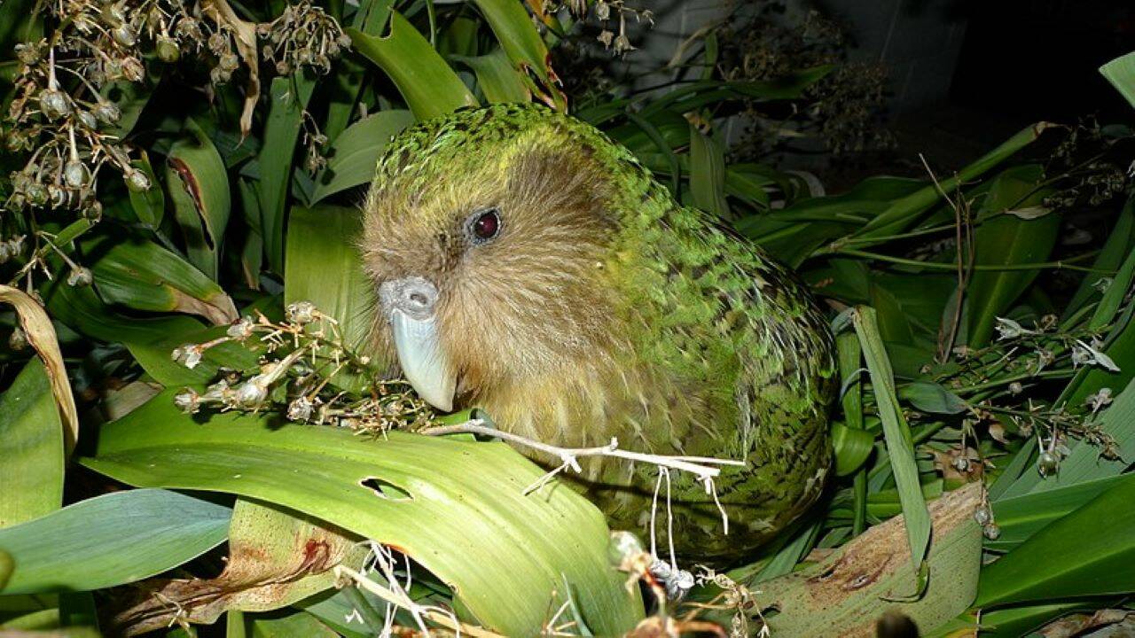 Le kakapo sauvé grâce à... la consanguinité !