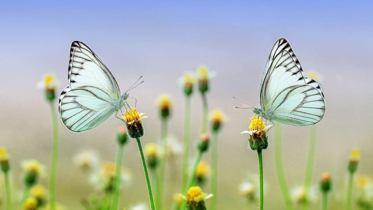 Quelle est la durée de vie d'un papillon ?