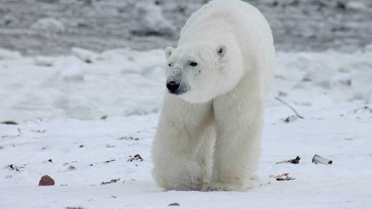 Fonte de la "dernière zone de glace", une catastrophe pour l'ours polaire