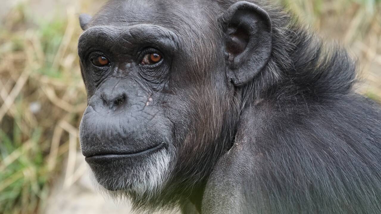 Des cas de lèpre découverts pour la première fois chez des chimpanzés sauvages