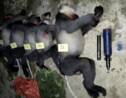 Vietnam: cinq singes d'une espèce en voie d'extinction abattus