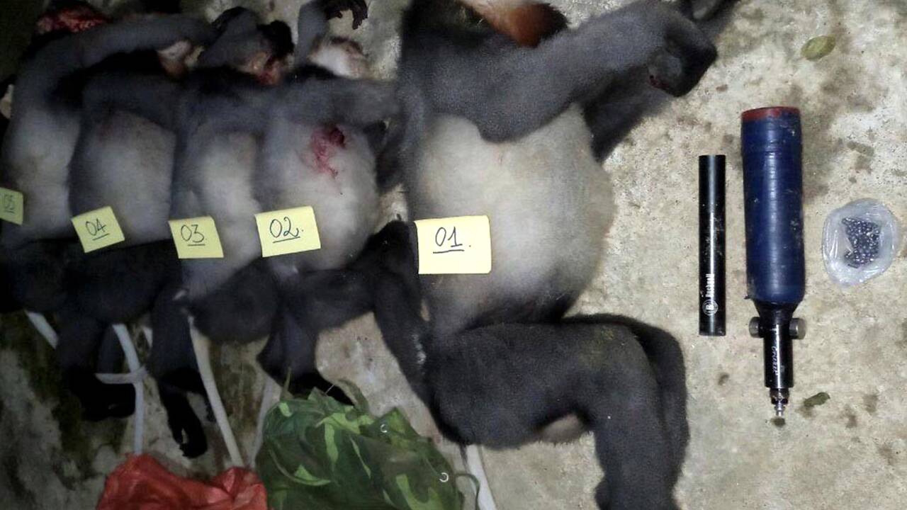Vietnam: cinq singes d'une espèce en voie d'extinction abattus