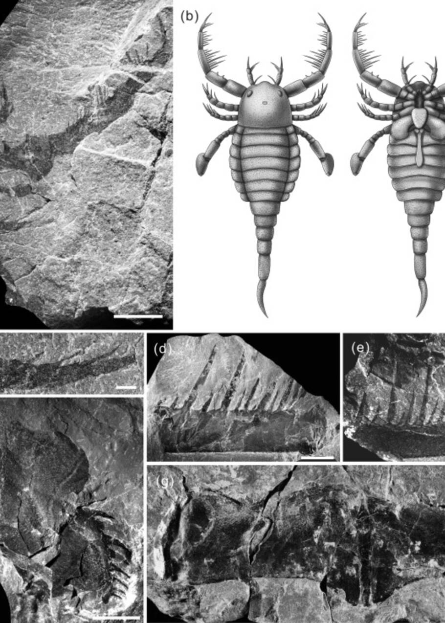 Le fossile d'un ancien scorpion de mer de la taille d'un chien découvert en Chine