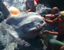 Un poisson-lune géant de plus d'une tonne capturé puis relâché en Méditerranée