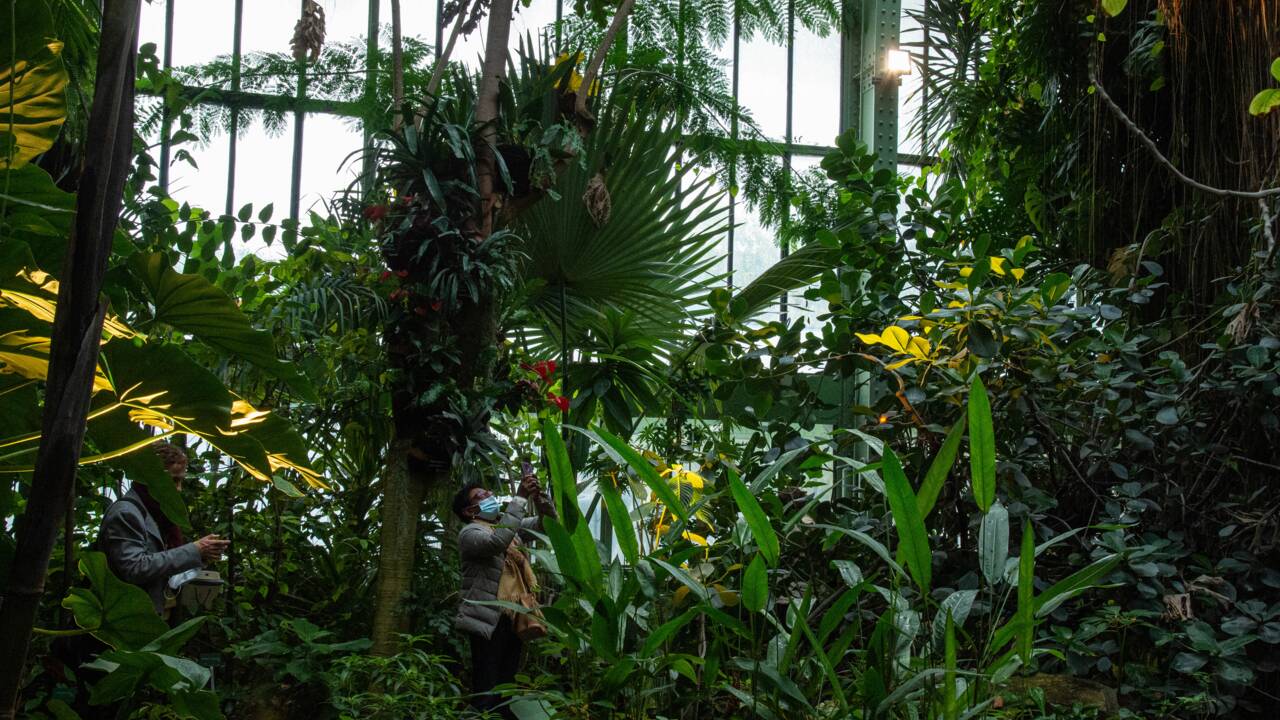 "Automne tropical", une plongée dans le monde fascinant des plantes épiphytes 