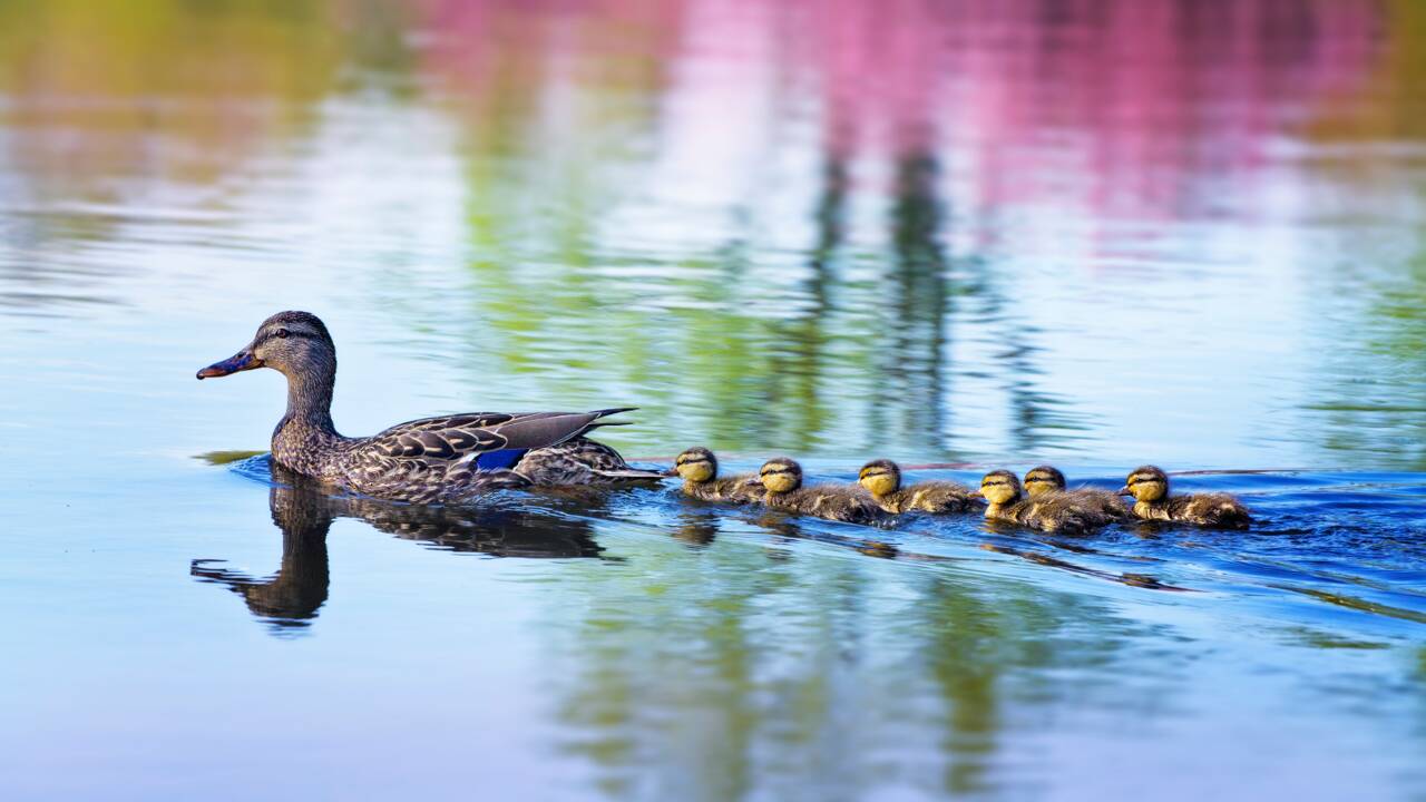 Une étude révèle pourquoi les bébés canards nagent en ligne derrière leur mère