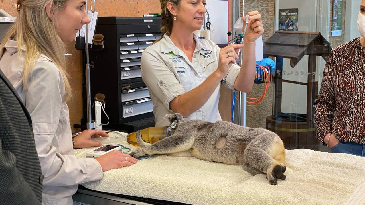Des vétérinaires vont vacciner 400 koalas contre la chlamydia au cours d'un nouvel essai