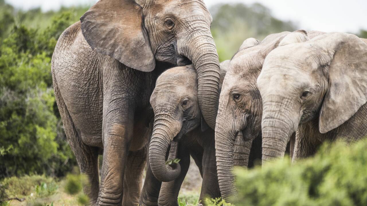 Comment le braconnage a favorisé la naissance d'éléphants sans défenses au Mozambique