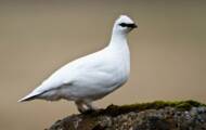 These animals that are disappearing from France because of climate change