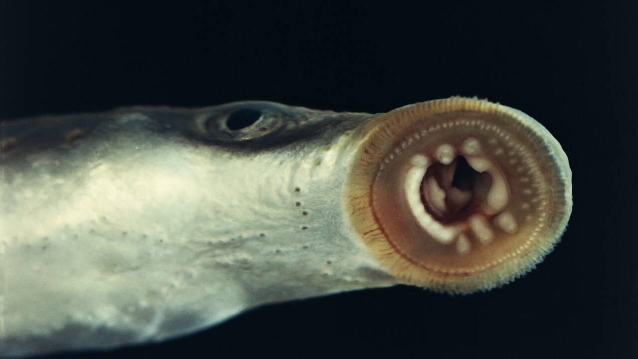 Petits poissons aux dents arrondies, des lamproies de Planer identifiées dans l'Hérault 