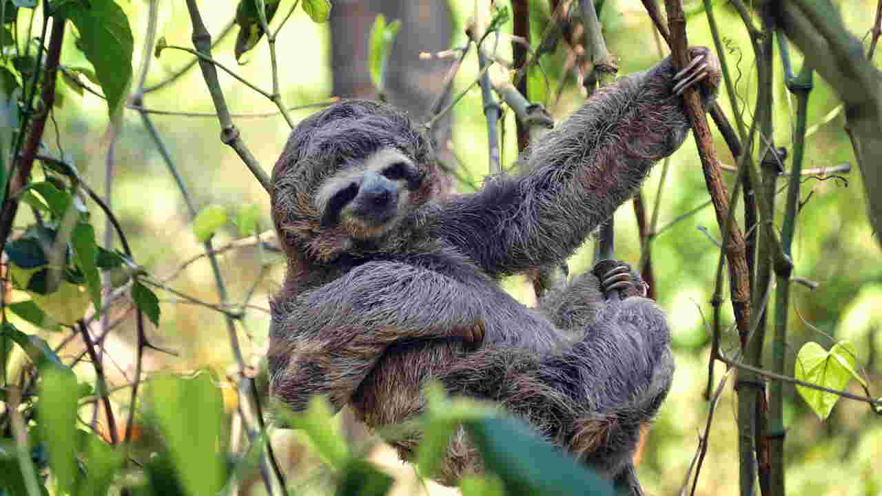 peluche paresseux geant