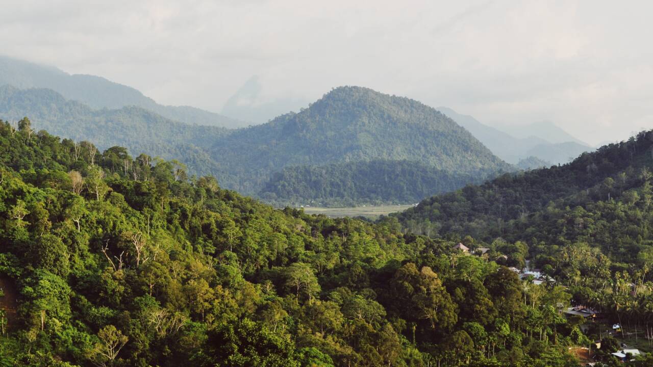 Dix forêts classées par l'Unesco ont émis plus de carbone qu'elles n'en ont absorbé