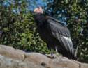 Les condors femelles seraient capables de se reproduire sans l'intervention de mâles