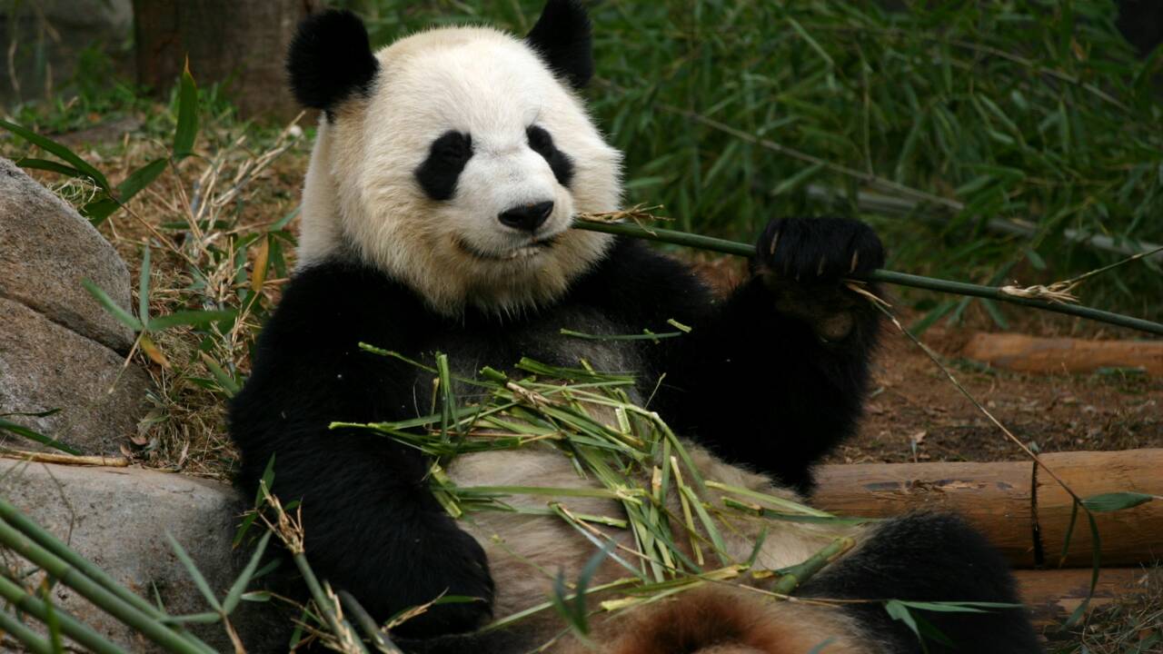 Le pelage noir et blanc du panda est en réalité un excellent camouflage
