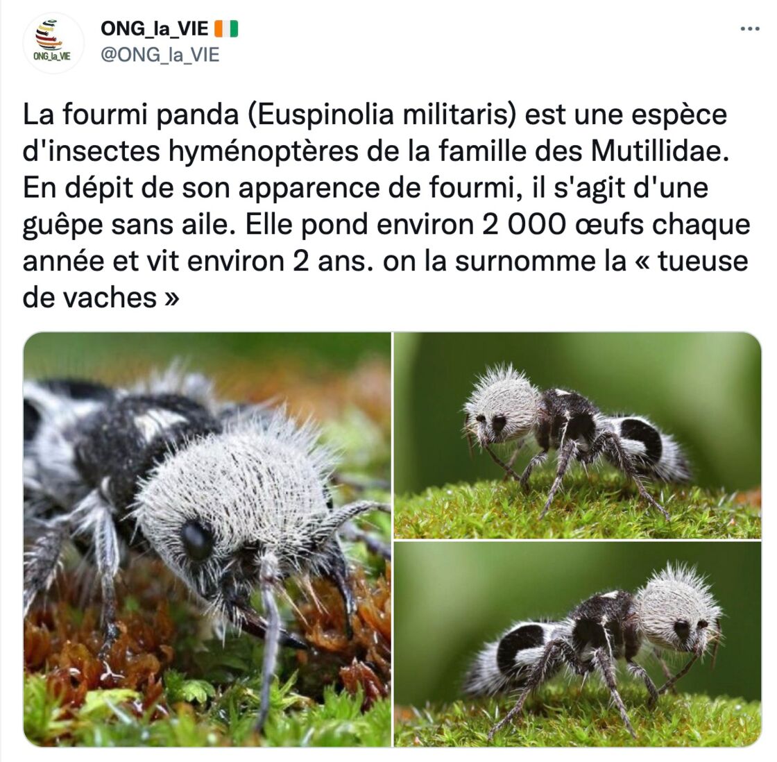 La Fourmi Panda Est En Fait Une Guepe Etonnante Geo Fr