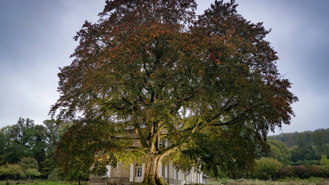 Arbre de l'année 2021 : votez pour les plus beaux arbres du patrimoine français 
