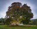 Arbre de l'année 2021 : votez pour les plus beaux arbres du patrimoine français 