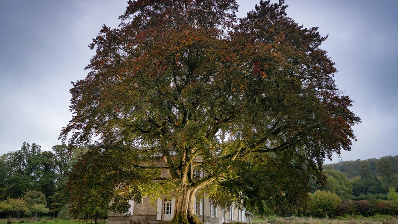 Arbre De L Annee 21 Votez Pour Les Plus Beaux Arbres Du Patrimoine Francais Geo Fr