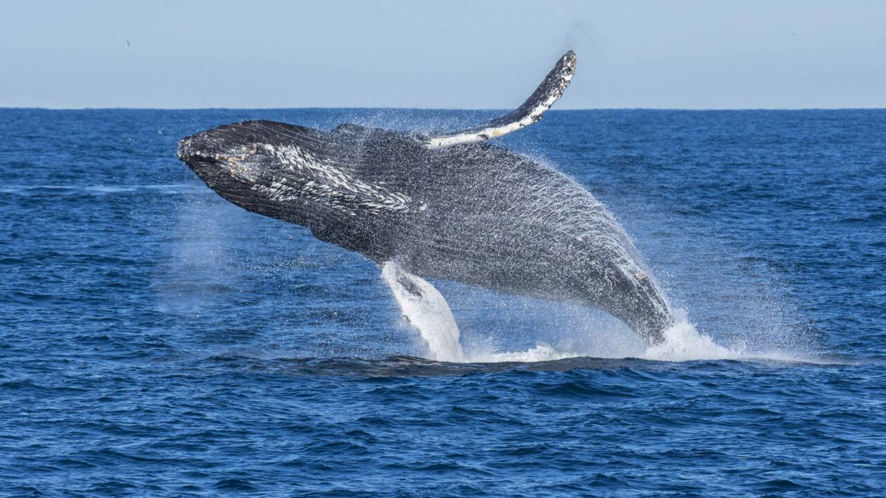 Les baleines mangent trois fois plus qu'on ne pensait auparavant (et c'est une excellente nouvelle pour l'océan)