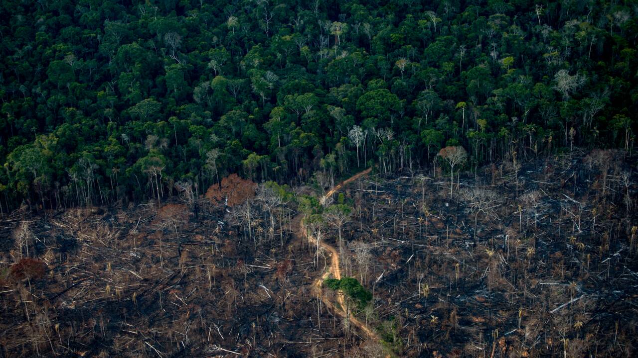 Brésil: déforestation record en Amazonie en octobre