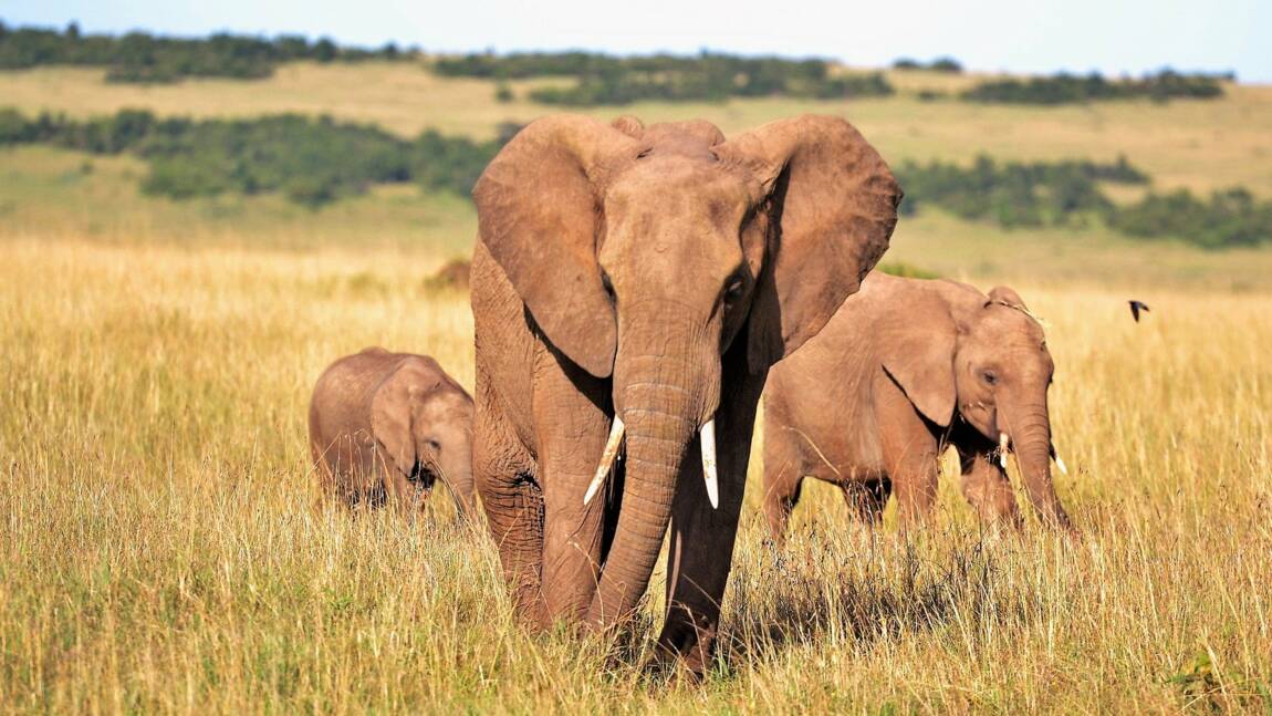 Tout ce qu'il faut savoir sur l'éléphant d'Afrique