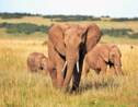Ouganda : un touriste saoudien tué par un éléphant dans un parc