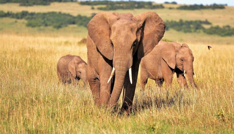 Tout Ce Qu Il Faut Savoir Sur L Elephant D Afrique Geo Fr