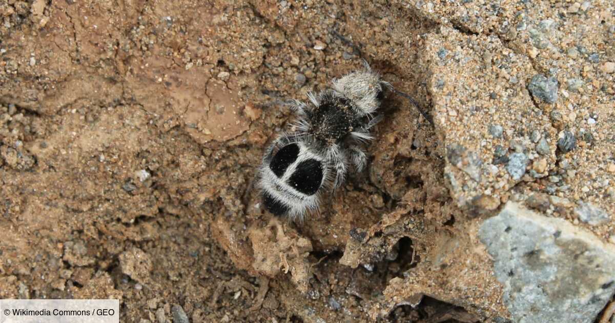 La Fourmi Panda Est En Fait Une Guepe Etonnante Geo Fr