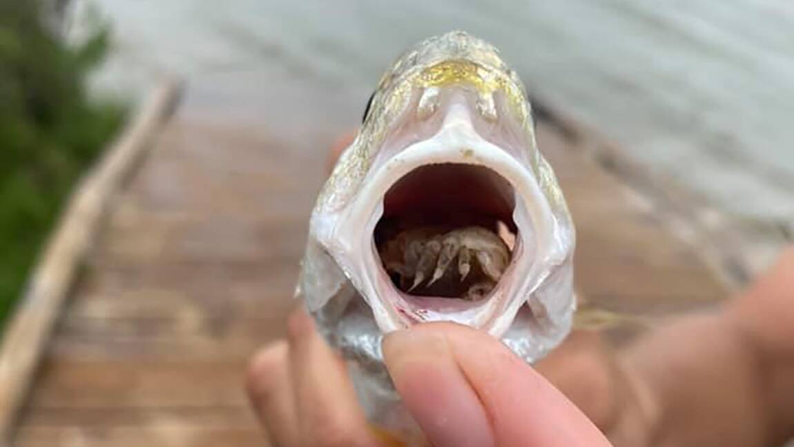 Cymothoa exigua, ce crustacé qui parasite les poissons en... remplaçant leur langue