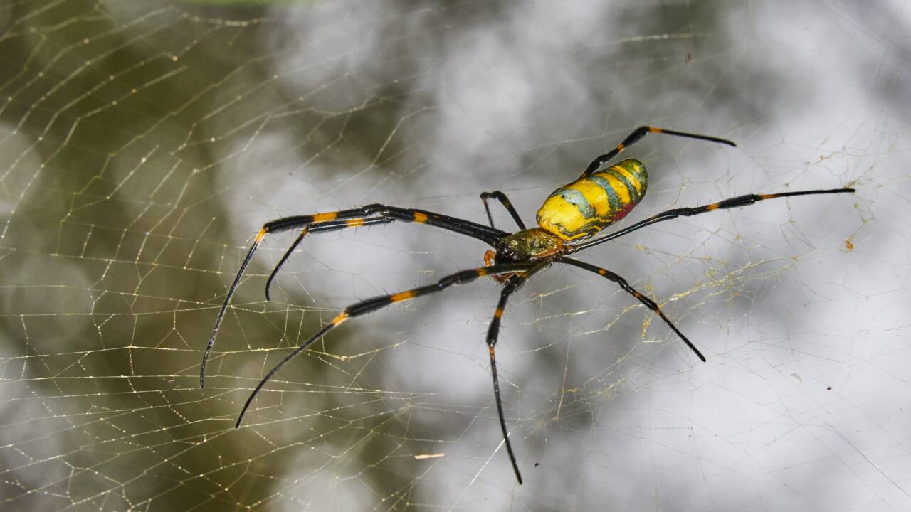 Des millions d'araignées originaires d'Asie ont envahi le nord de la Géorgie 