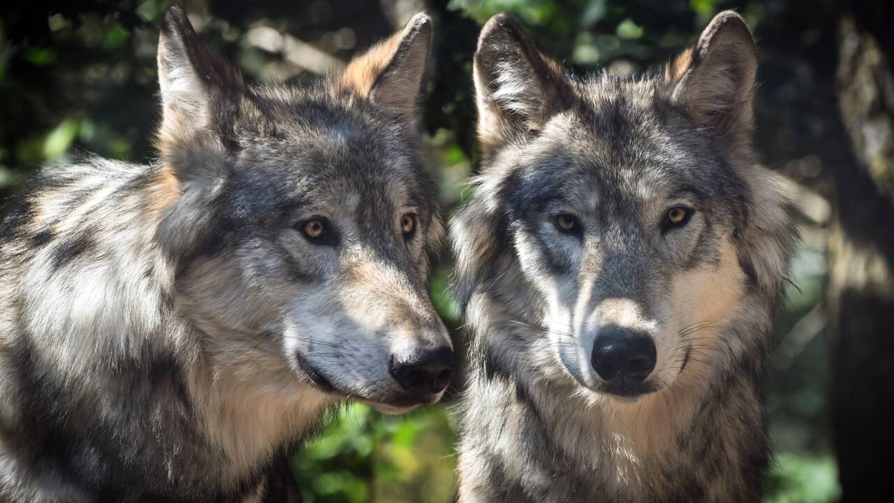 Des loups abattus dans un zoo du Tarn, une enquête ouverte
