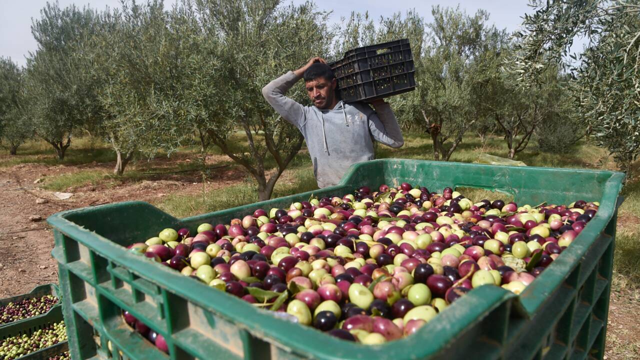 L'"élixir" de Hakim Alilèche, une huile d'olive bio primée à l'international
