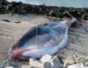 La baleine échouée à Calais a été remorquée et sera autopsiée