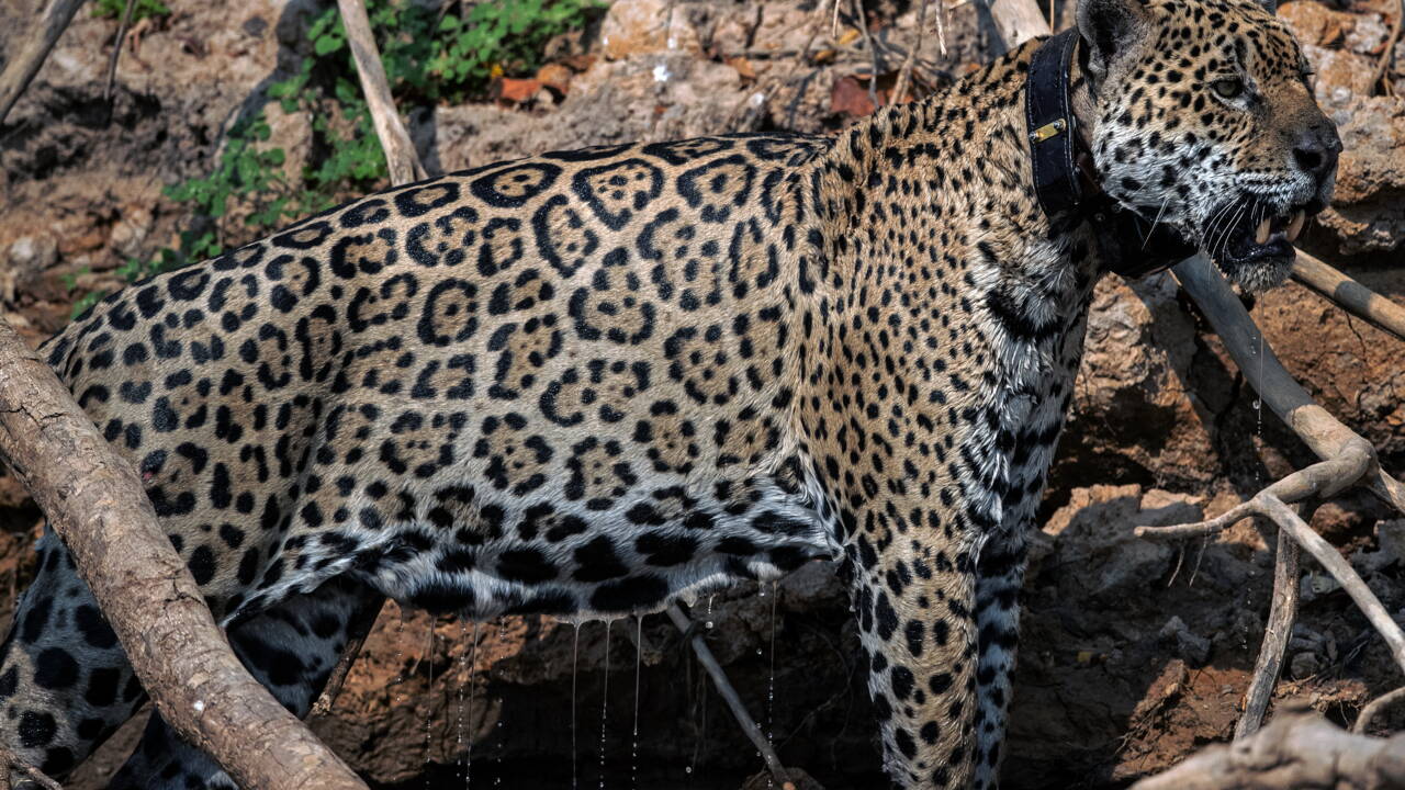 La Deforestation De L Amazonie Menace Le Jaguar Et La Harpie Feroce Geo Fr