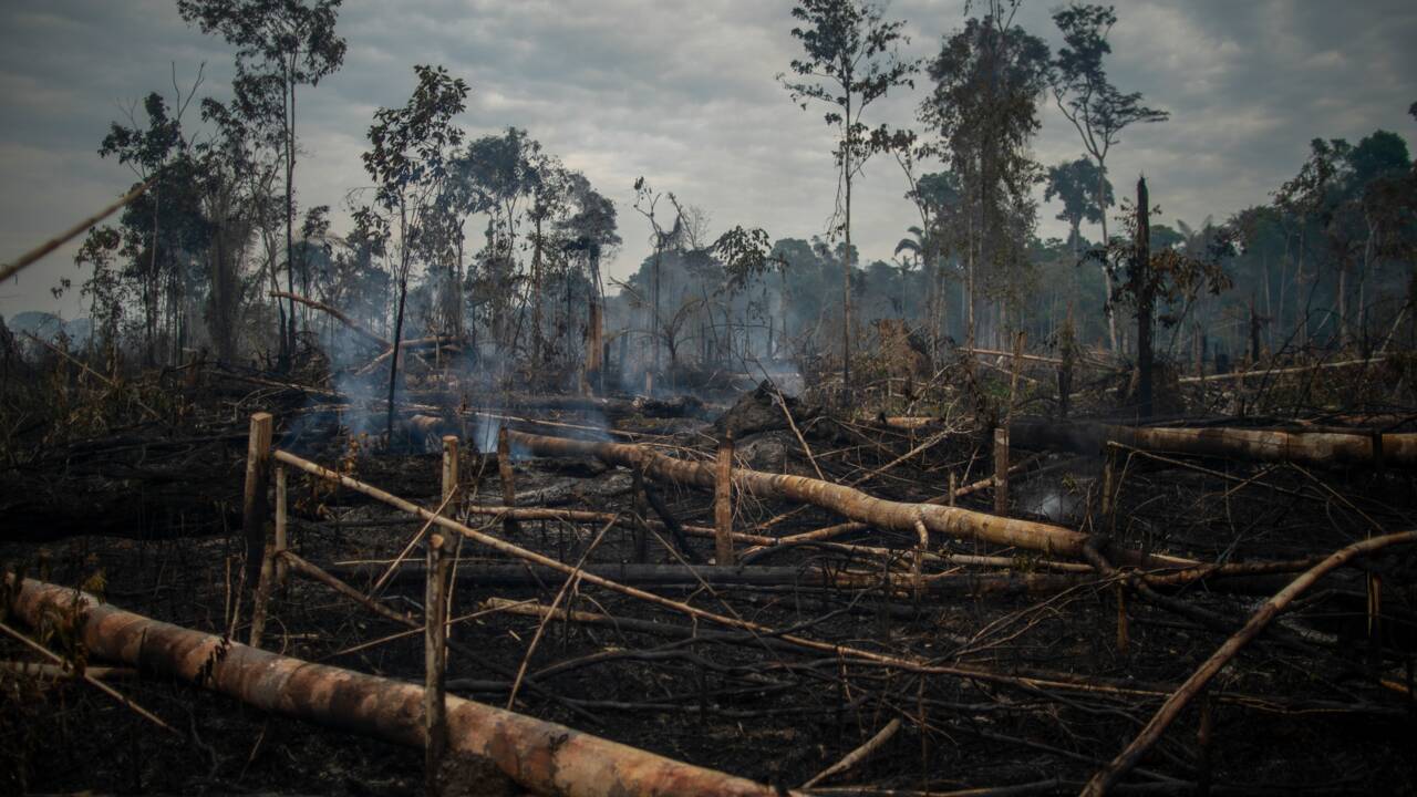 Brésil: progression record de la déforestation en Amazonie