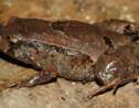 Australie : découverte d'une nouvelle espèce de grenouille, déjà menacée d'extinction