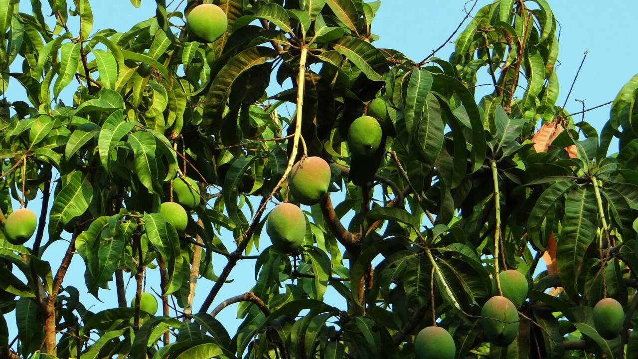 Un agriculteur a accidentellement cultivé la mangue la plus chère au monde