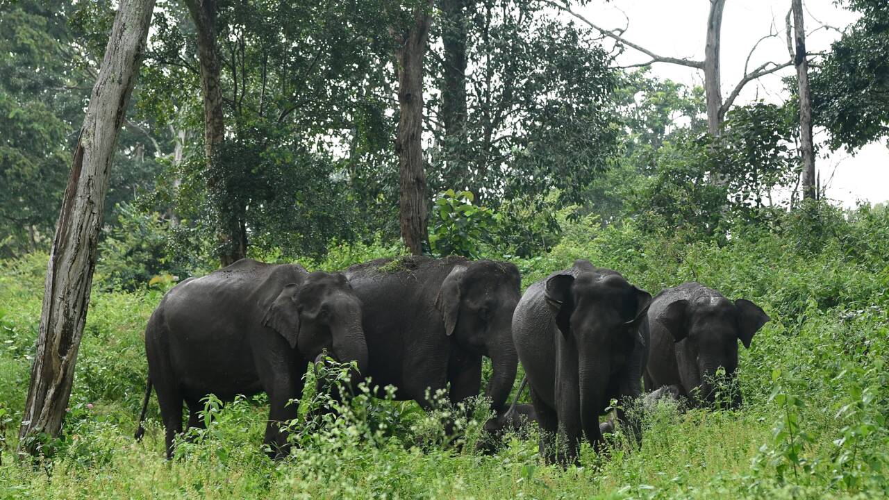 Inde : les "kumkis", ces éléphants qui policent leurs congénères sauvages et "affamés"