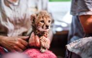 Bangkok : ils tentent d'embarquer avec des animaux sauvages pleins de leurs bagages 3 Le Somaliland, plaque tournante du trafic de bébés guépards