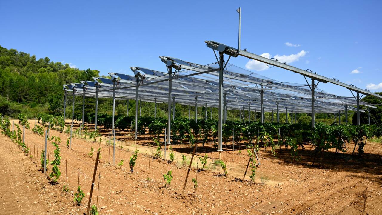 Contre le réchauffement, l'agriculture française expérimente des "parasols" mobiles